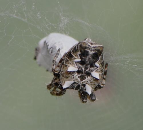 Cyrtophora citricola